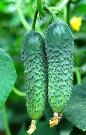 Seminte de castraveti Merengue (1000 seminte)