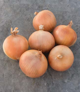 Seminte de ceapa Braxton F1 (250.000 seminte NS)