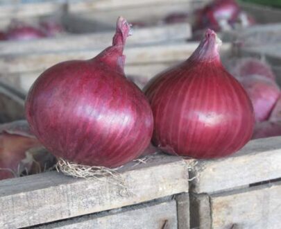 Seminte de ceapa rosie Electric (250.000 seminte NS)