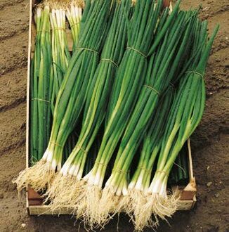 Seminte de ceapa pentru legatura Parade (10.000 seminte)