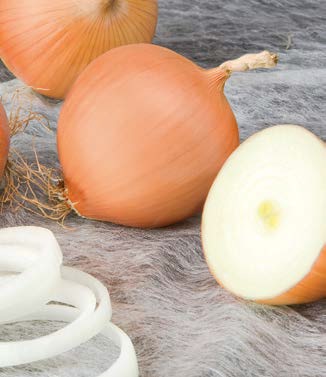 Seminte de ceapa Peso F1 (250.000 seminte NS)