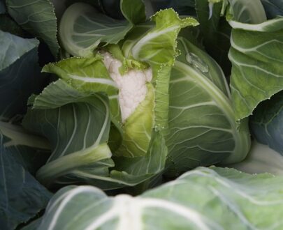 Seminte de conopida Balboa F1 (1000 seminte)