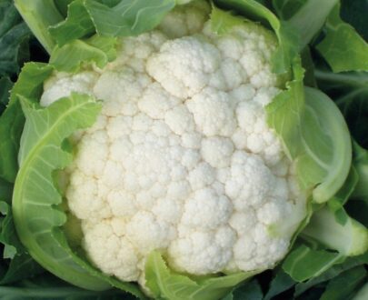 Seminte de conopida Encanto F1 (1000 seminte)