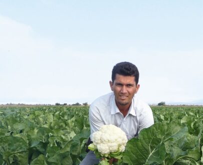 Seminte de conopida Goodman F1 (1000 seminte)