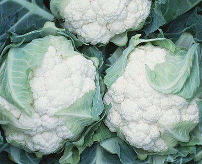 Seminte de conopida Lecanu F1 (2500 seminte)