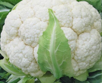 Seminte de conopida Skywalker F1 (1000 seminte)