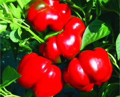 Seminte de gogosar Kabala F1 (500 seminte)