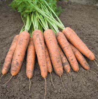 Seminte de morcovi Belgrado F1 (25.000 seminte)