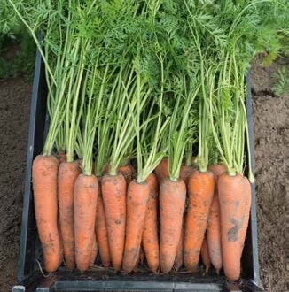Seminte de morcovi Kamaran F1 (25.000 seminte)