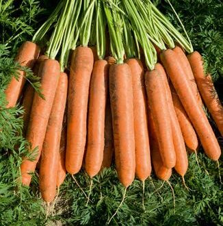 Seminte de morcovi Namdal F1 (25.000 seminte)