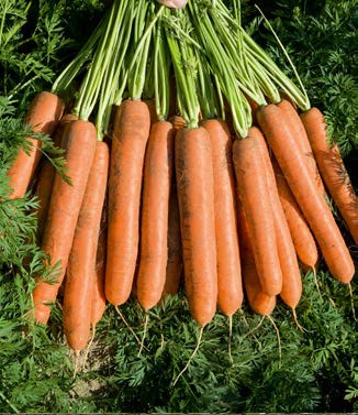 Seminte de morcovi Namdal F1 (25.000 seminte)