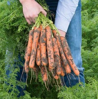 Seminte de morcovi Nerac F1 (25.000 seminte)