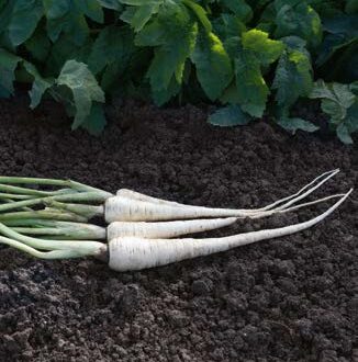 Seminte de pastarnac Palace F1 (10.000 seminte)