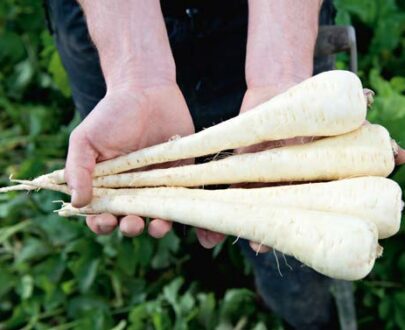 Seminte de pastarnac Panorama F1 (10.000 seminte)