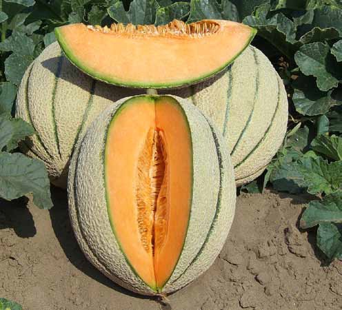 Seminte de pepeni galbeni Fiata F1 (500 seminte)