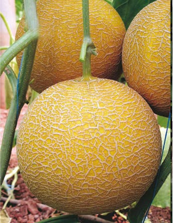 Seminte de pepeni galbeni Gediz F1 (1000 seminte)