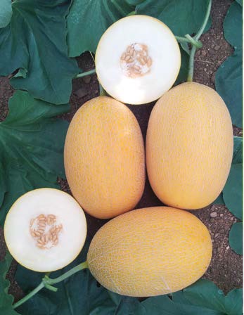 Seminte de pepeni galbeni Lokum F1 (1000 seminte)