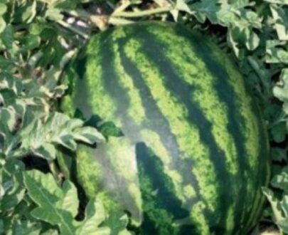 Seminte de pepeni verzi Bostana F1 (1000 seminte)