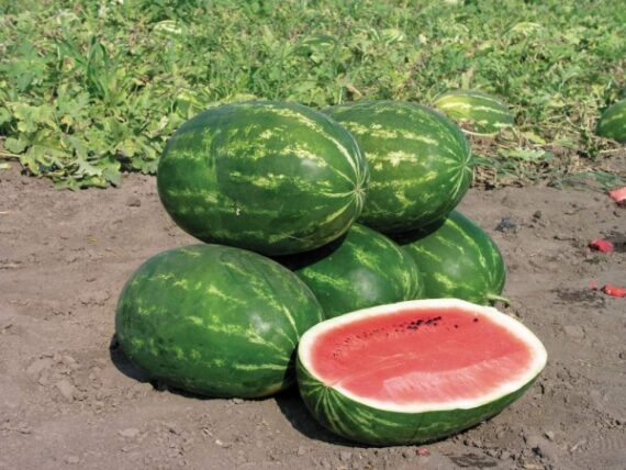 Seminte de pepeni verzi Caravan F1 (500 seminte)