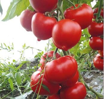 Seminte de rosii Ekin F1 / Giraffe F1 (1000 seminte)