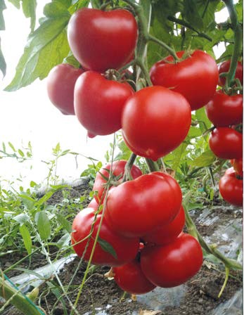 Seminte de rosii Ekin F1 / Giraffe F1 (1000 seminte)