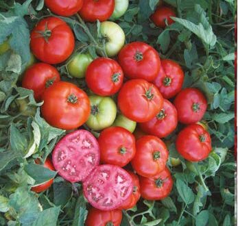 Seminte de rosii Meys F1 (1000 seminte)