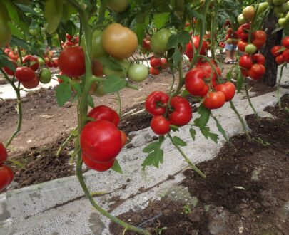 Seminte de rosii Qualitet F1 (500 seminte)