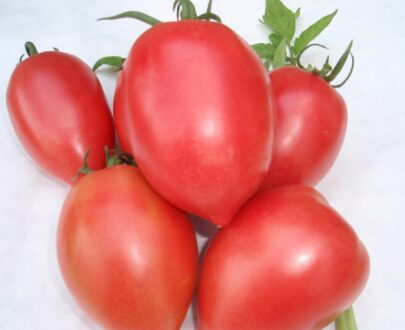 Seminte de rosii Rugby F1 (250 seminte)