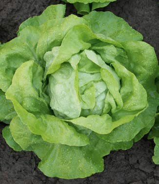 Seminte de salata Megis (5000 seminte)