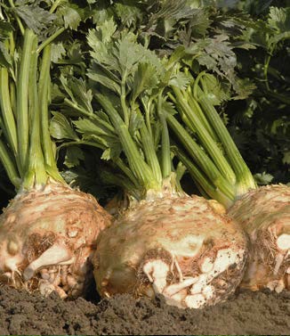 Seminte de telina Balena F1 (10.000 seminte)