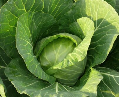 Seminte de varza Beauty Ball (5g)