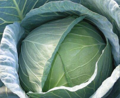 Seminte de varza Excalibur F1 (1000 seminte)