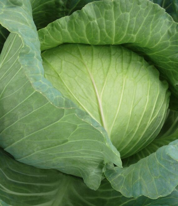 Seminte de varza Gunma F1 (1000 seminte)