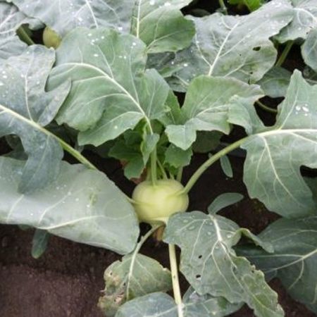 Seminte gulii Verano F1 (2500 seminte)