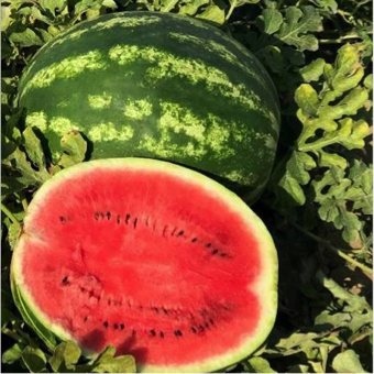 Seminte pepene verde Bomber F1 (500 seminte)