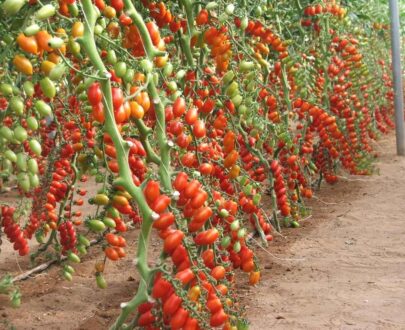 Seminte de rosii cherry Lobello F1 (500 seminte)