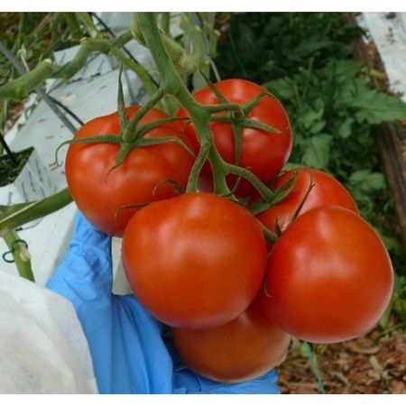 Seminte de rosii Merlice F1 (1000 seminte)