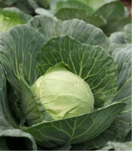 Seminte varza alba Kilagreg F1 (2500 seminte)