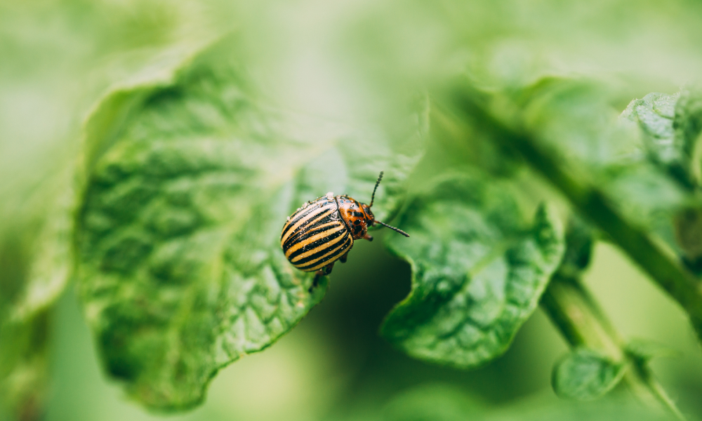 SCAPA DE DAUNATORII CULTURII AGRICOLE