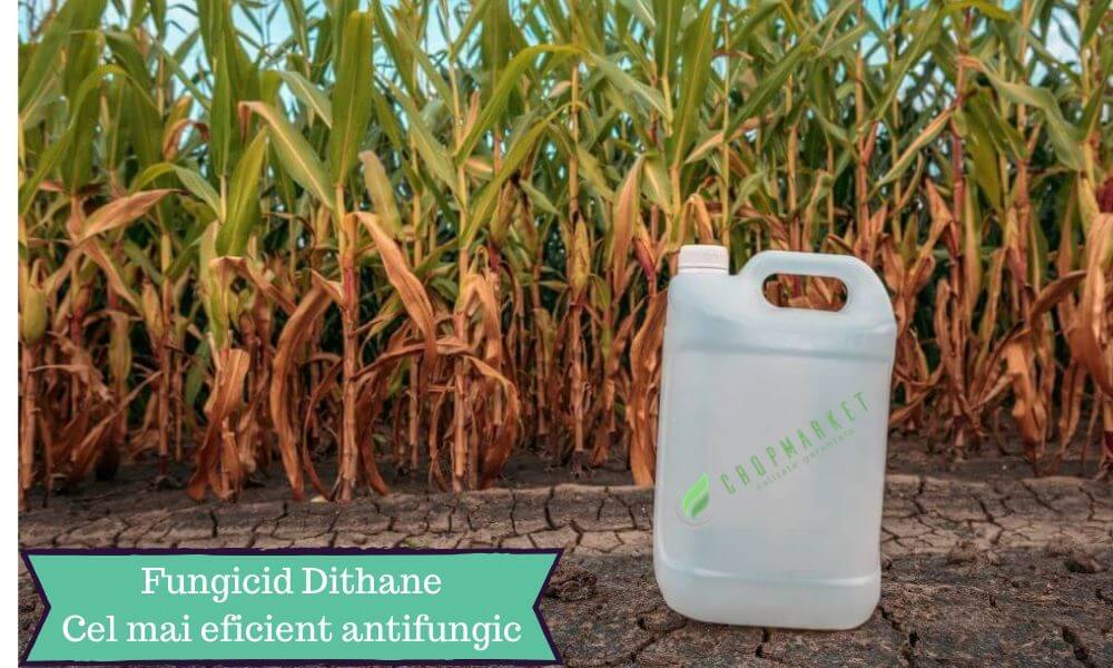 Fungicid Dithane – Cel mai eficient antifungic