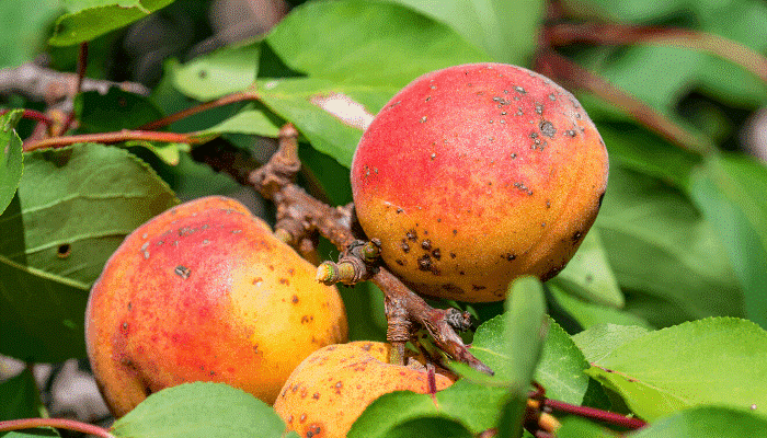 Ulei horticol: Tratamentul Pomilor Fructiferi