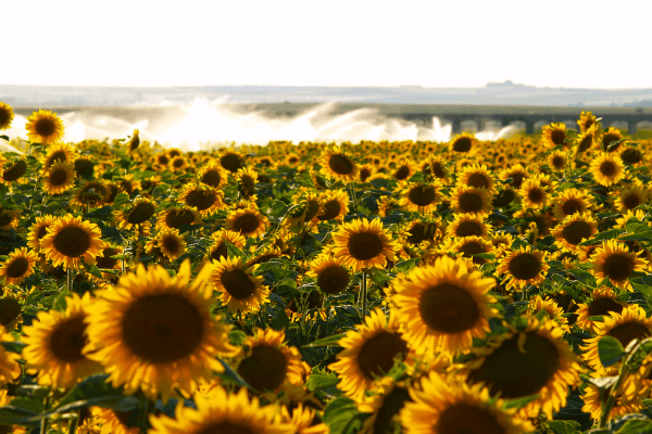 Cultura de floarea soarelui – sfaturi pentru obtinerea unei productii bogate