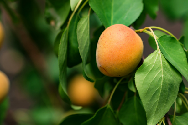 Boli si daunatori la pomi fructiferi – Diagnosticare si Tratare