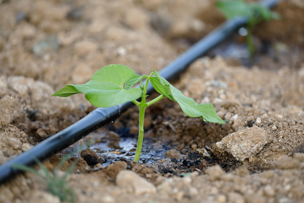 Banda de picurare: solutia rapida si eficienta pentru gradina ta