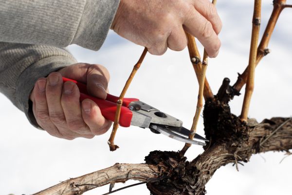 Ingrijirea vitei-de-vie in luna iulie: tips&tricks