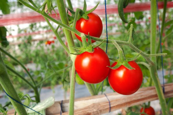 Rotatia culturilor in luna august: ce legume se pot planta in solul in care au fost tomate