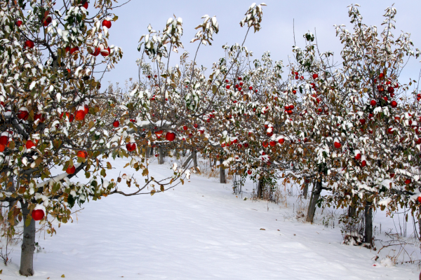 Cele mai eficiente tratamente pentru pomi iarna