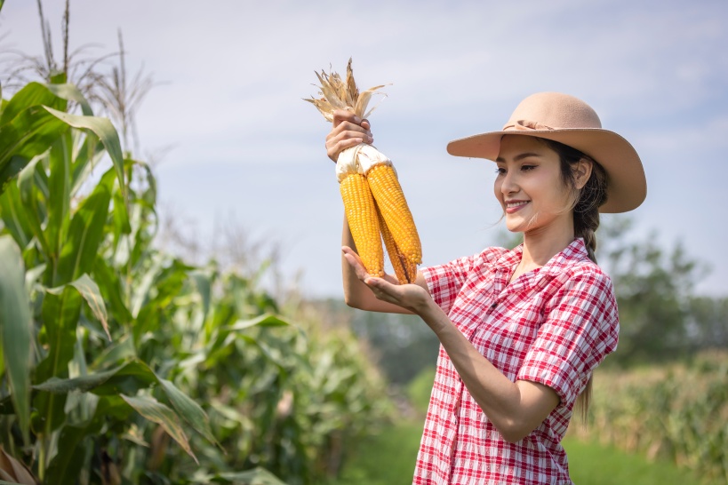 Semănarea Porumbului Dulce: Sfaturi pentru o Recoltă Bogată