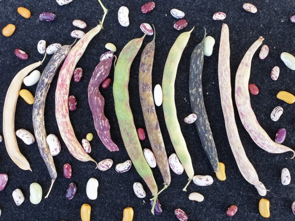 Cum să Obții o Cultură Bogată de Fasole: Secretele unui Recolte Generoase