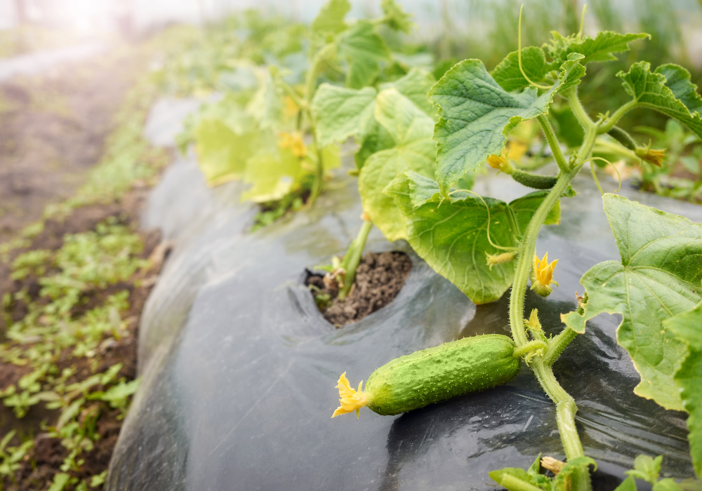 Ghidul cultivarii castravetilor: de la seminte la recolta bogata